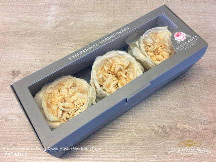 TRANDAFIR CRIOGENAT DAVID AUSTIN PATIENCE