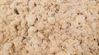 Licheni conservati Sepia 500G