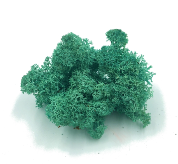 Licheni conservati Pacific Green 500G