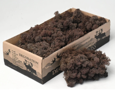 Licheni conservati Brown  500G