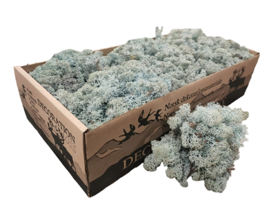 Licheni conservati ice blue 500G