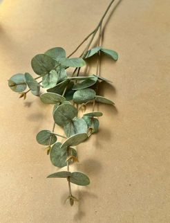 Eucalipt artificial 2