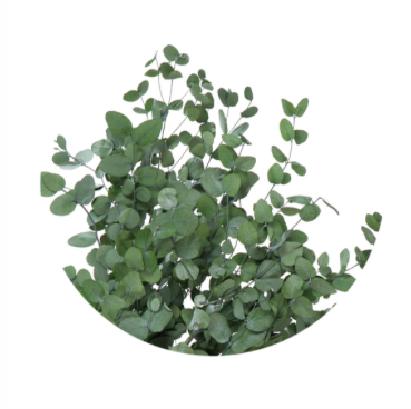 Eucalypt criogenat Gunnii