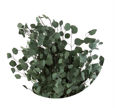 Eucalipt criogenat Populus