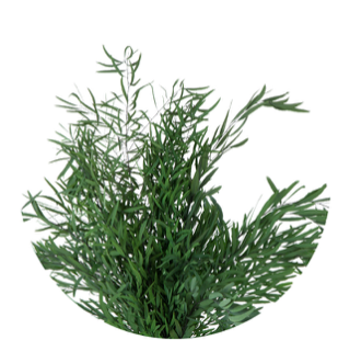 Eucalypt criogenat Nicholii