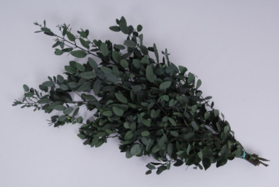 Eucalypt criogenat Gunnii