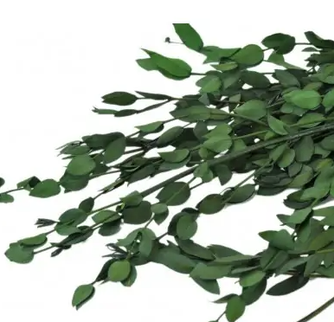 Eucalipt criogenat Gunnii