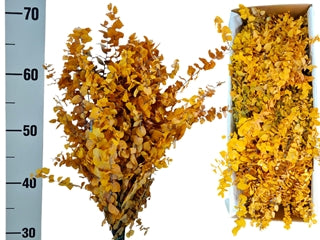 Eucalipt Criogenat Cinerea - Galben