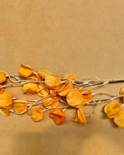 Lunaria artificiala portocalie