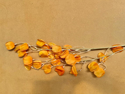 Lunaria artificiala portocalie