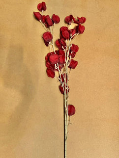 Lunaria artificiala rosie