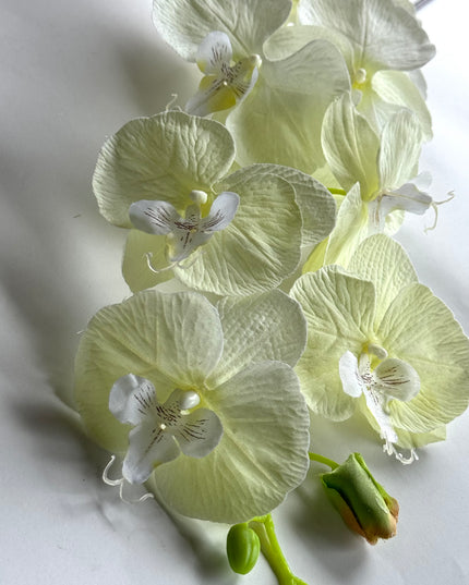 Orhidee Phalaenopsis artificiala ivory