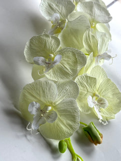 Orhidee Phalaenopsis artificiala ivory