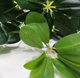 Schefflera artificiala (11 frunze)