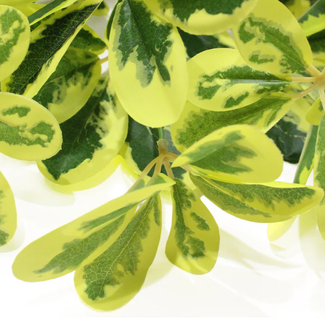 Schefflera artificiala gold (11 frunze)