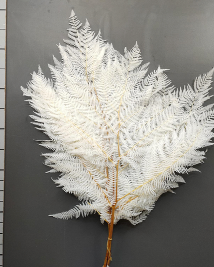 Feriga criogenata albita