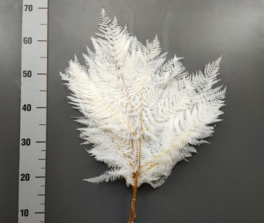 Feriga criogenata albita