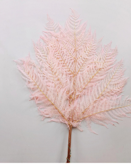 Feriga criogenata roz