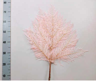 Feriga criogenata roz