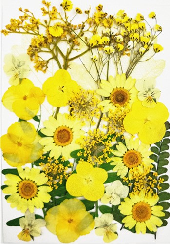 Flori presate galbene