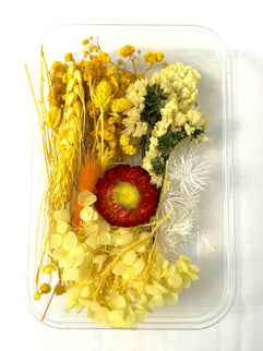 Flori uscate caserola 24