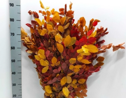 Frunze fag criogenate