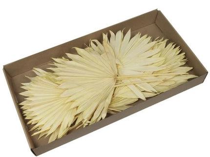 Frunze palmier S/20 crem