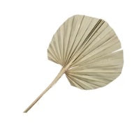 Frunze palmier S/10 natur