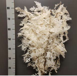 Frunze stejar criogenate albite