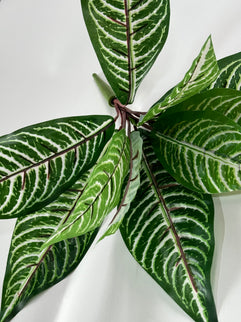 Verdeata artificiala Aphelandra verde-rosu (33cm)