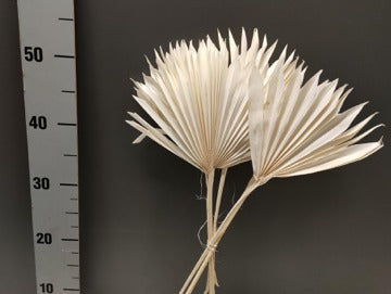 Frunze uscate albite palmier S/4 50cm