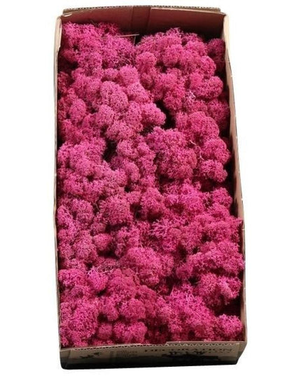 Licheni conservati Fucsia 500G