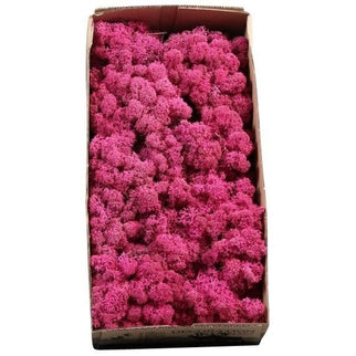 Licheni conservati Fucsia 500G