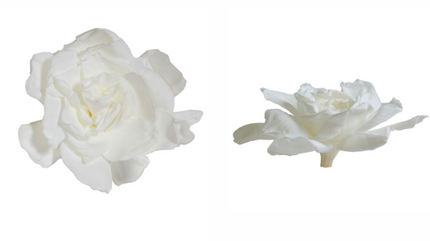 Gardenia criogenata Ø7-9cm S/3 alba