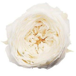 Trandafir criogenat garden Ø5-6CM ALB