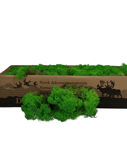 Licheni conservati Grass Green 500G