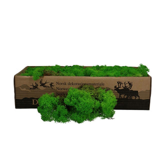 Licheni conservati Grass Green 500G