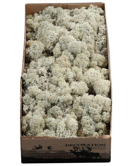 Licheni conservati Grijs 500G