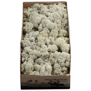 Licheni conservati Grijs 500G