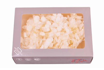 Hortensie criogenata windowbox alb