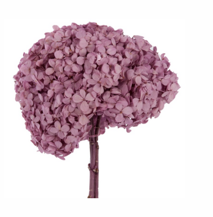 Hortensie criogenata Ø18cm mov