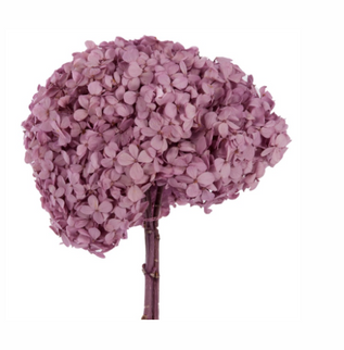 Hortensie criogenata Ø18cm mov