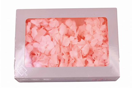 Hortensie criogenata windowbox roz