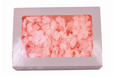 Hortensie criogenata windowbox roz