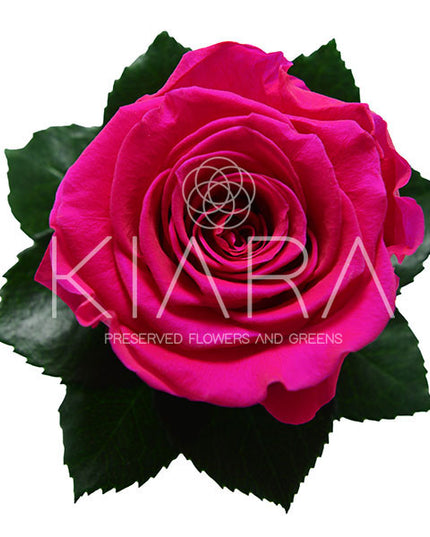 Trandafir criogenat Ø5.5-6cm hot pink