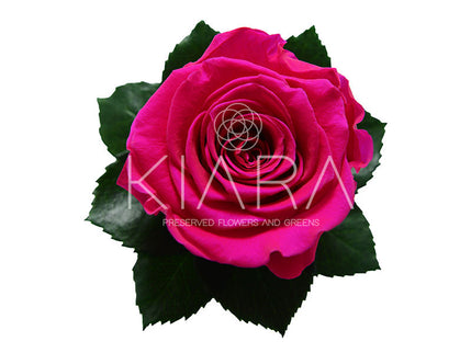 Trandafir criogenat Ø5.5-6cm hot pink