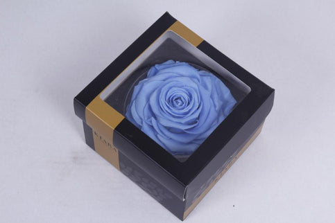 Trandafir criogenat Ø9-10cm baby blue