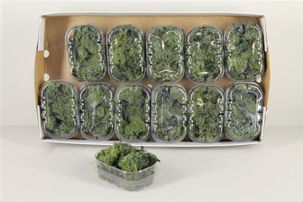 Licheni conservati 50g verde inchis