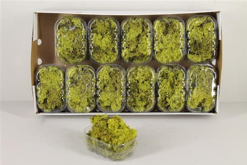 Muschi conservati 50g verde deschis