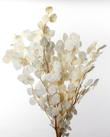 Populus criogenat albit